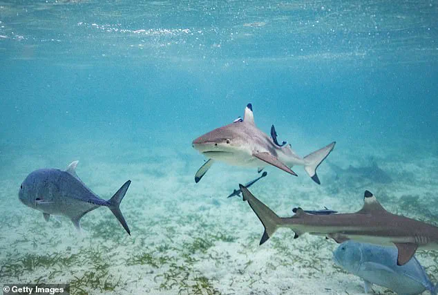 Florida Shark Attack Prompts Calls for Enhanced Ocean Safety Regulations