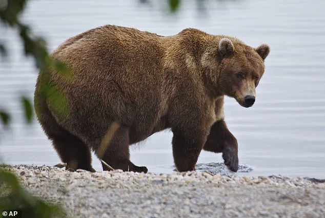 Fat Bear Week: A Critical Survival Strategy for Alaska’s Katmai Brown Bears