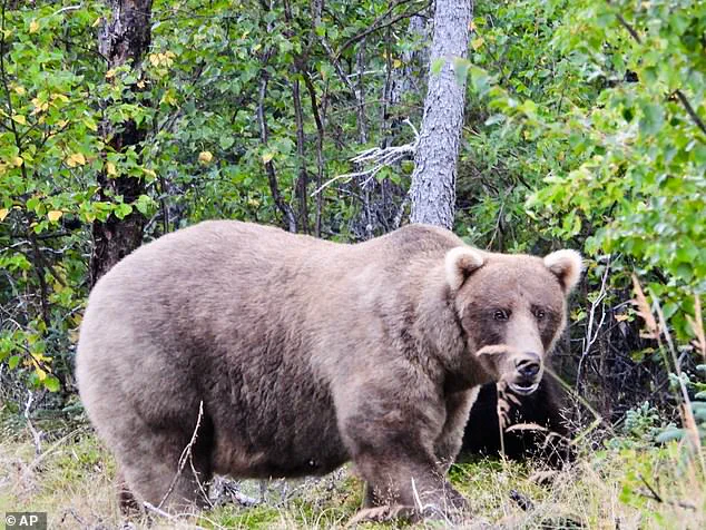 Fat Bear Week: A Critical Survival Strategy for Alaska’s Katmai Brown Bears