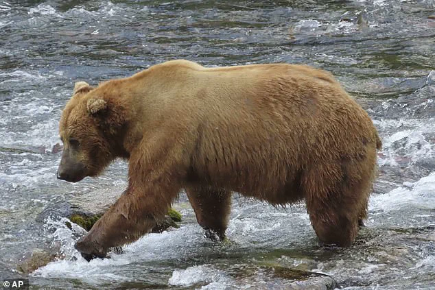 Fat Bear Week: A Critical Survival Strategy for Alaska’s Katmai Brown Bears