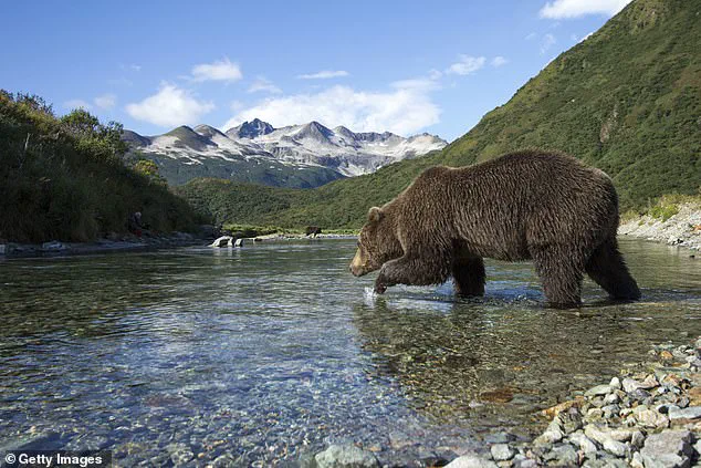 Fat Bear Week: A Critical Survival Strategy for Alaska’s Katmai Brown Bears
