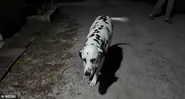 Finnish Woman Faces Deportation Over Coffee Incident in Florida Leash Law Dispute