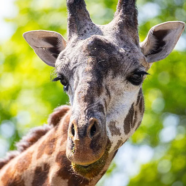 Tragic Death of Endangered Masai Giraffe Kiko at Toronto Zoo Sparks Controversy Over Habitat Expansion