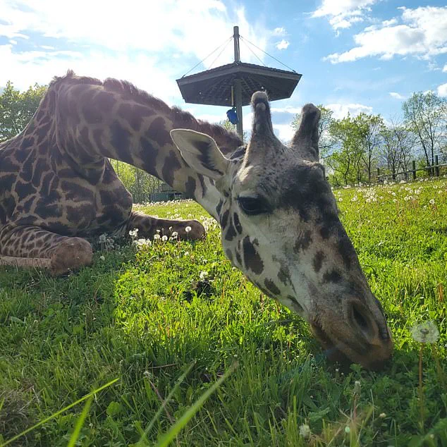 Tragic Death of Endangered Masai Giraffe Kiko at Toronto Zoo Sparks Controversy Over Habitat Expansion