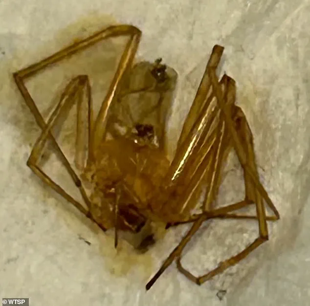 Privileged Access: Apartment Complex Fails to Address Spider Infestation, Leading to Amputation and Lawsuit