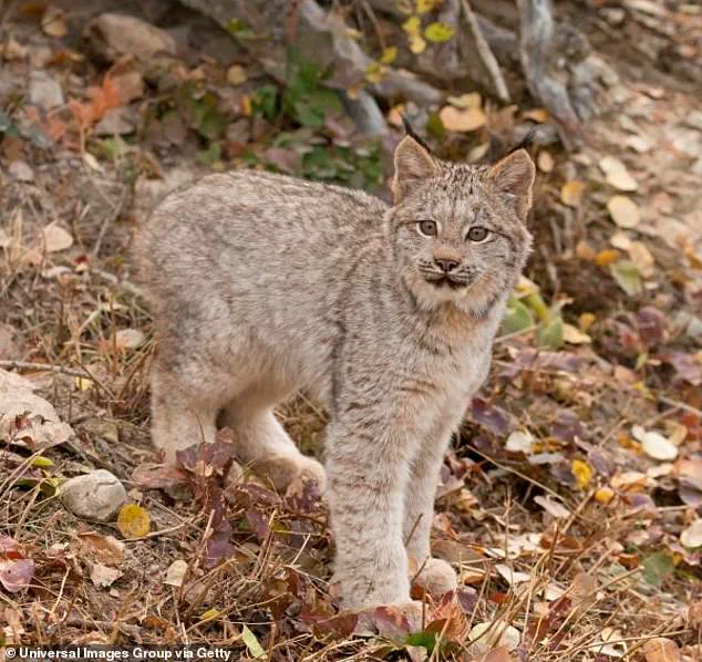 Rare Lynx Kittens Spotted in Voyageurs National Park Signal Ecosystem Recovery