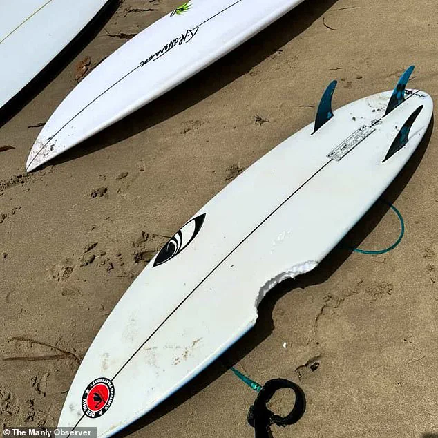 Sydney Beaches Locked Down After Back-to-Back Shark Attacks Injure Three, Including Two Children