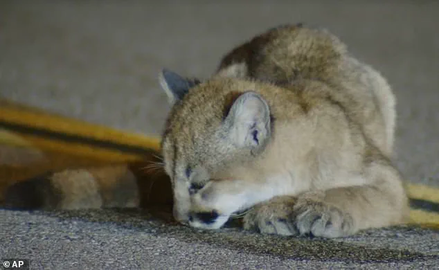 Six-Month-Old Mountain Lion Cub Found Motionless on Hillcrest Parkway in Los Angeles