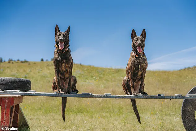 The High Cost of Elite Guard Dogs: How Wealth and Regulation Shape Canine Security