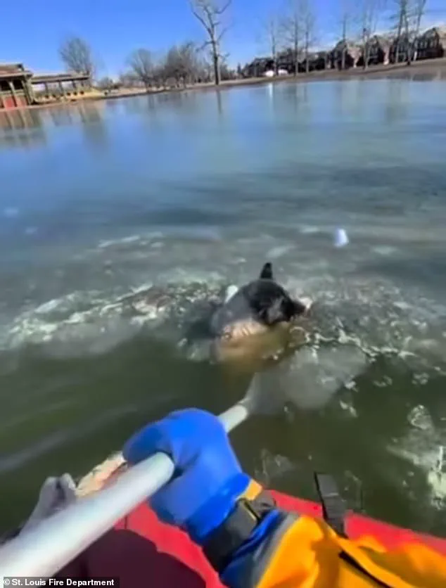 Chilling Rescue: St. Louis First Responders Save Dog Trapped in Icy Lake at 9°F