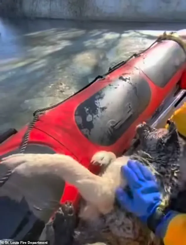 Chilling Rescue: St. Louis First Responders Save Dog Trapped in Icy Lake at 9°F