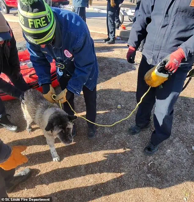 Chilling Rescue: St. Louis First Responders Save Dog Trapped in Icy Lake at 9°F