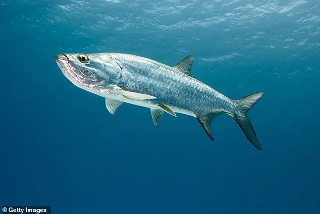 Illegal Removal of Rare Tarpon Fish Sparks Conservation Outcry and Legal Questions in Florida