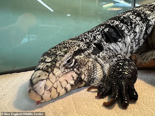 Rhode Island Man Discovers Buried Tegu Lizard in Winter Snowstorm