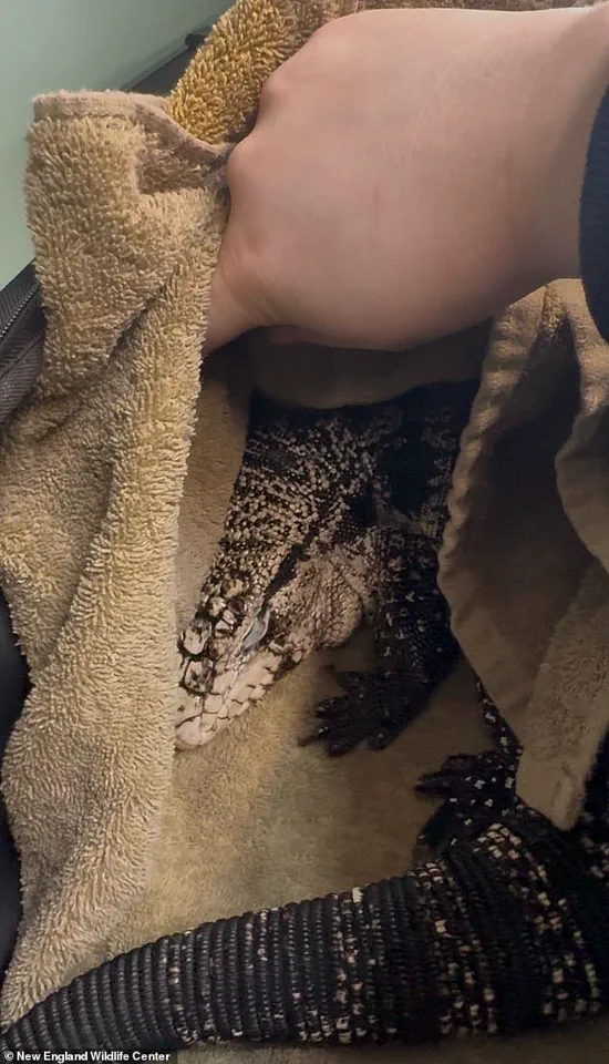 Rhode Island Man Discovers Buried Tegu Lizard in Winter Snowstorm