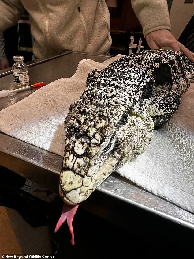 Rhode Island Man Discovers Buried Tegu Lizard in Winter Snowstorm