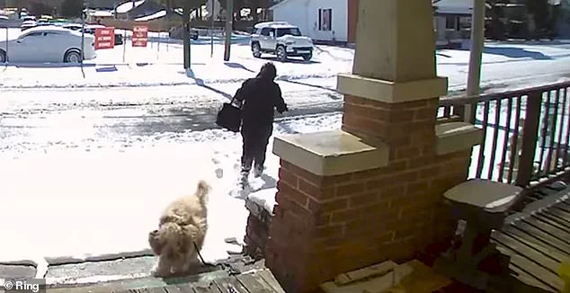 Kind-Hearted Woman Charged After Rescuing Stray Dog in North Carolina Snowstorm