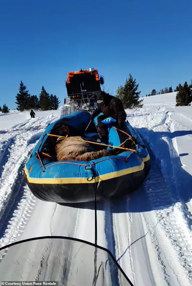 Seven Months Alone in the Wild: Mouse the Horse's Survival and Rescue in Wyoming