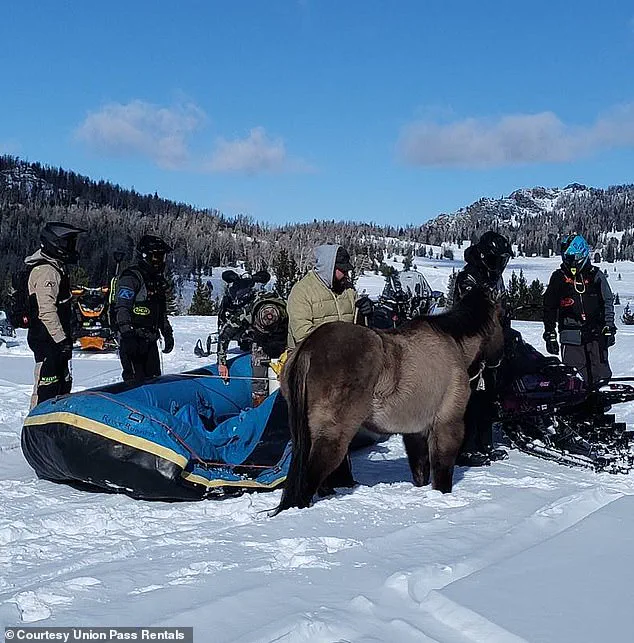 Seven Months Alone in the Wild: Mouse the Horse's Survival and Rescue in Wyoming