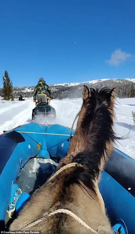 Seven Months Alone in the Wild: Mouse the Horse's Survival and Rescue in Wyoming