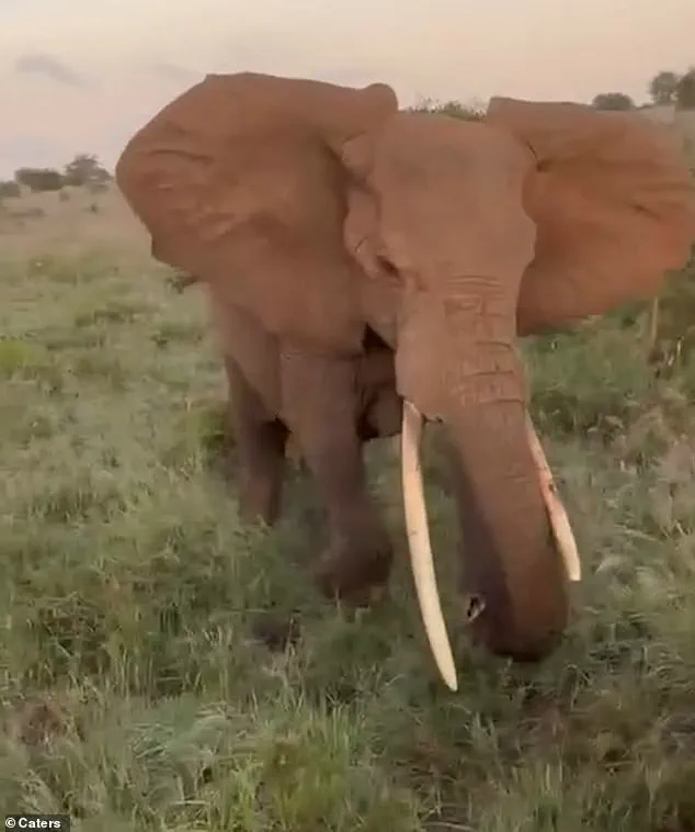 Unexpected Elephant Charge Shocks Safari Tourists in Serengeti