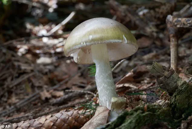 Four Die in California from Death Cap Mushroom Poisonings as Health Officials Warn of Surge