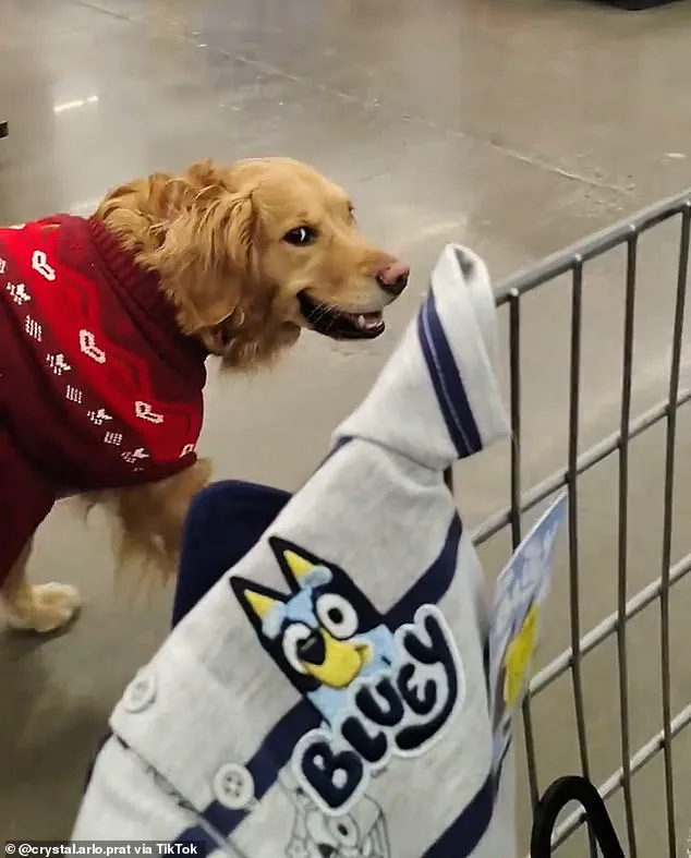 Walmart Confronted Over Service Dog Policy and ADA Compliance