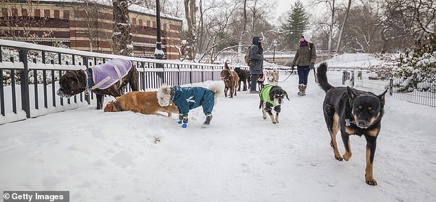 Palestinian Activist's 'Unclean' Dog Comment Sparks Backlash, Claims It Was a Joke
