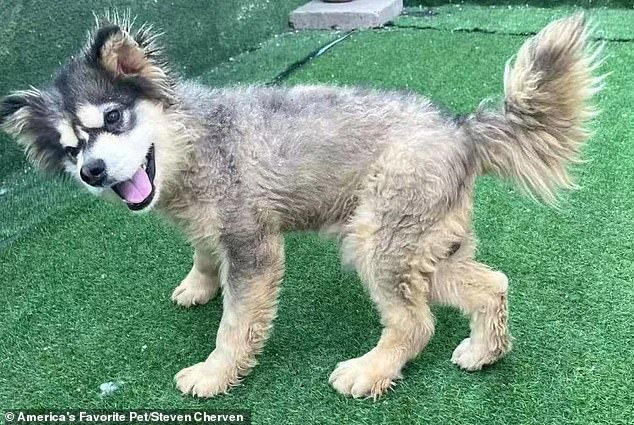Rescued from Horror: Disabled Puppy Kronk's Survival Story Exposes China's Illegal Dog Meat Trade