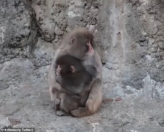 Baby Macaque's Viral Journey: From Isolation to Acceptance with a Plush Orangutan Companion