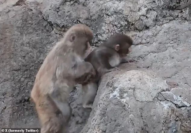 Baby Macaque's Viral Journey: From Isolation to Acceptance with a Plush Orangutan Companion