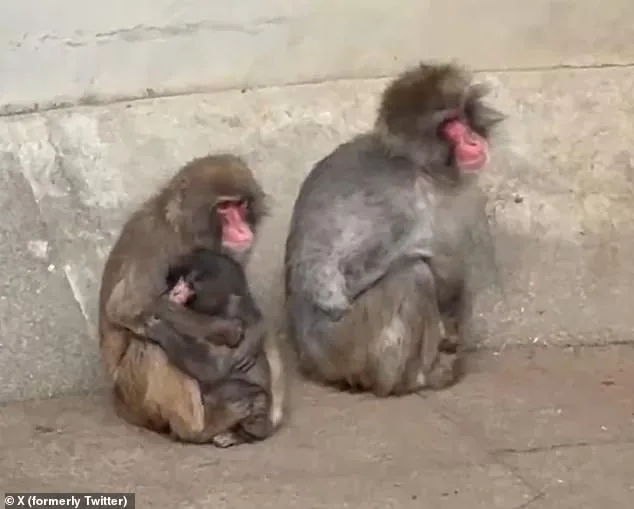 Baby Macaque's Viral Journey: From Isolation to Acceptance with a Plush Orangutan Companion