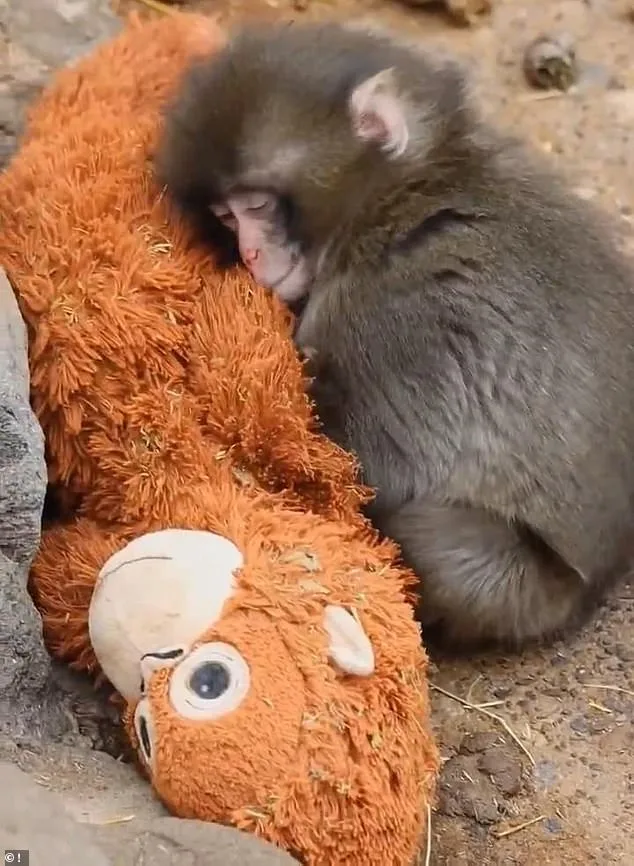 Baby Macaque's Viral Journey: From Isolation to Acceptance with a Plush Orangutan Companion