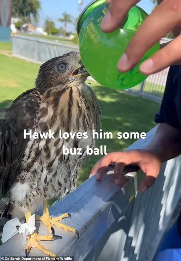 Los Angeles Man Sentenced to 45 Days in Prison for Forcing Protected Hawk to Drink Alcohol