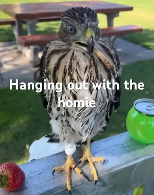 Los Angeles Man Sentenced to 45 Days in Prison for Forcing Protected Hawk to Drink Alcohol