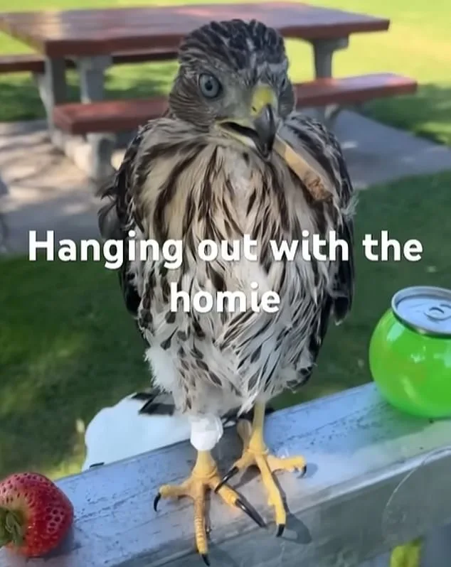 Los Angeles Man Sentenced to 45 Days in Prison for Forcing Protected Hawk to Drink Alcohol
