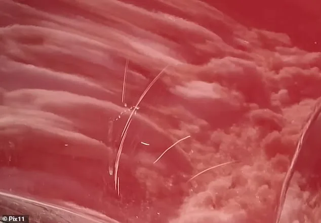 Neighbor's Snow-Shoveling Act Heats Up Neighborhood Dispute During NYC Blizzard