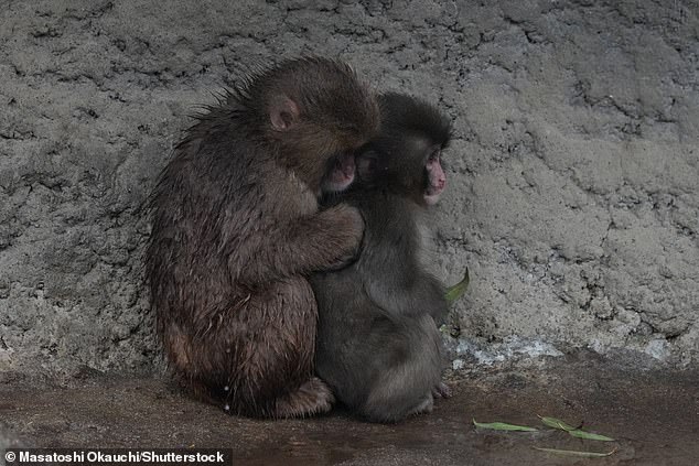 Orphaned Macaque Punch's Social Turnaround: From Rejection to Troop Acceptance at Tokyo Zoo