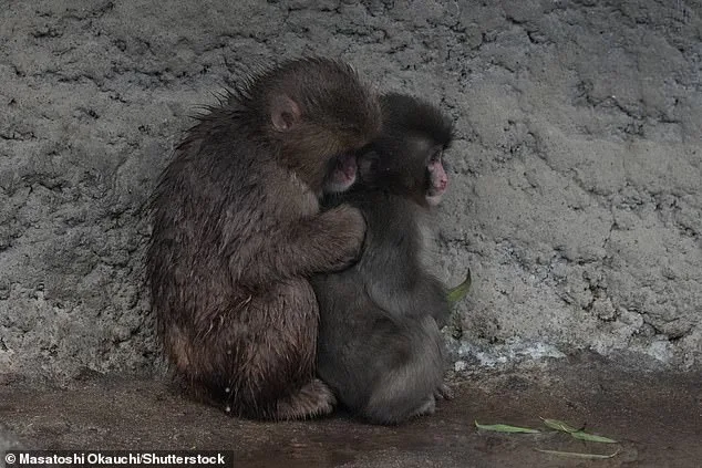 Orphaned Macaque Punch's Social Turnaround: From Rejection to Troop Acceptance at Tokyo Zoo
