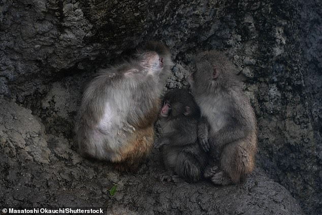 Orphaned Macaque Punch's Social Turnaround: From Rejection to Troop Acceptance at Tokyo Zoo