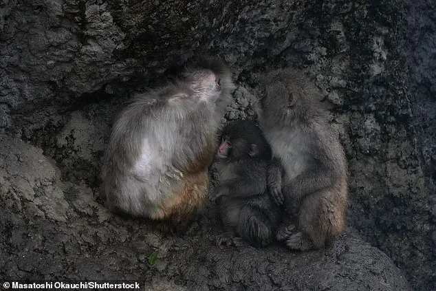 Orphaned Macaque Punch's Social Turnaround: From Rejection to Troop Acceptance at Tokyo Zoo