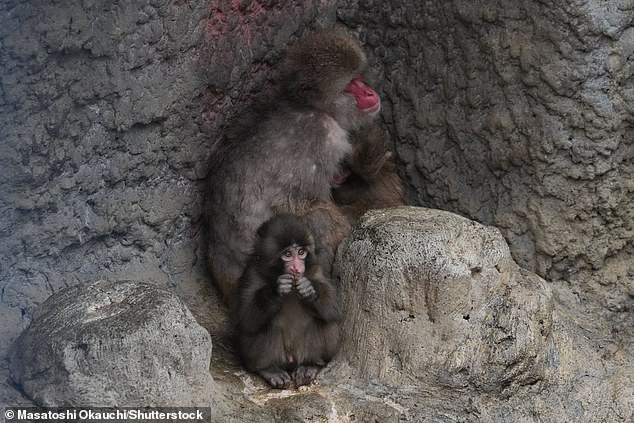 Orphaned Macaque Punch's Social Turnaround: From Rejection to Troop Acceptance at Tokyo Zoo