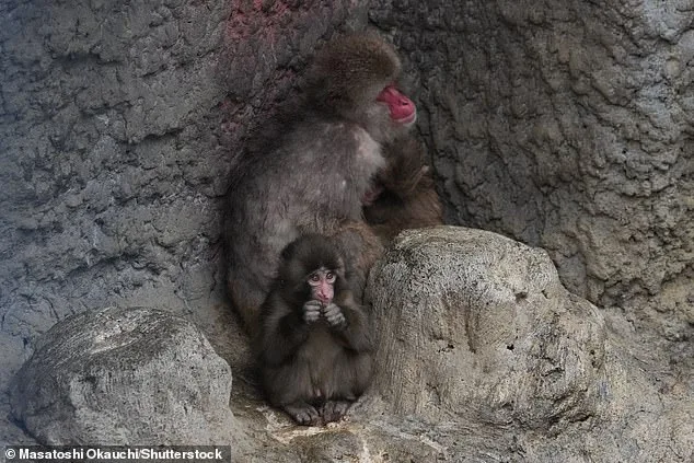 Orphaned Macaque Punch's Social Turnaround: From Rejection to Troop Acceptance at Tokyo Zoo