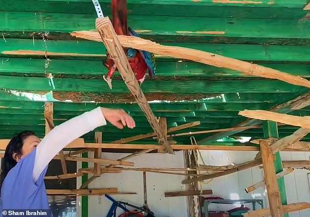 Macaw Mayhem in Las Vegas: Exotic Birds Spark Neighborly Dispute Over Noise