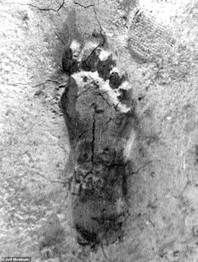 Ohio Bigfoot Surge Sparks 'Flap' as Experts Hail Potential Evidence Breakthrough