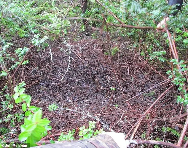 Ohio Bigfoot Surge Sparks 'Flap' as Experts Hail Potential Evidence Breakthrough