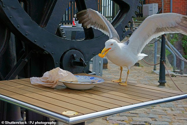 Outrage Over 262-Day Sentence for Seagull Decapitation in New Jersey