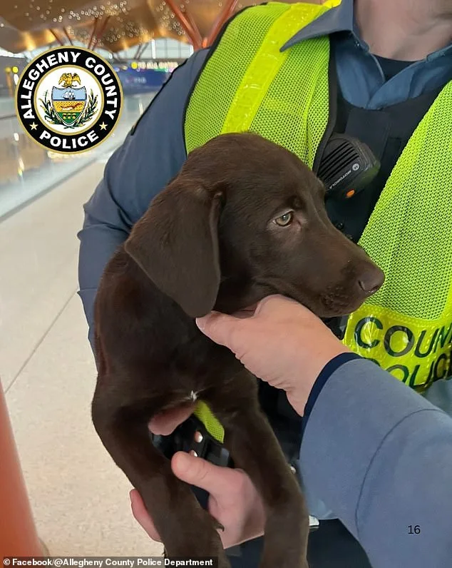 Man Charged with Cruelty for Abandoning Puppy at Pittsburgh Airport