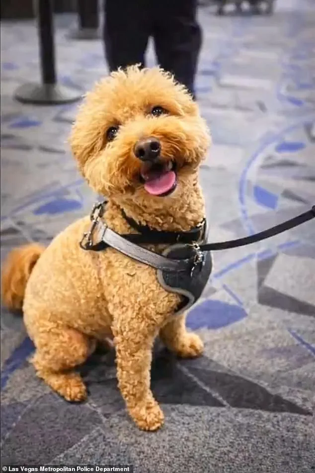 Las Vegas Judge Issues Bench Warrant for Woman Who Abandoned Dog at Airport