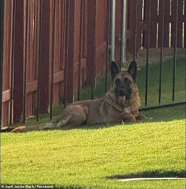 Heart-Wrenching Scene: German Shepherd Abandoned in Scorching Texas Heat